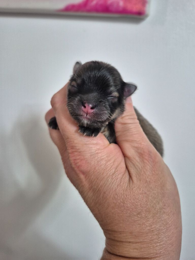 Pascale Bessy - Chiots disponibles - Spitz allemand