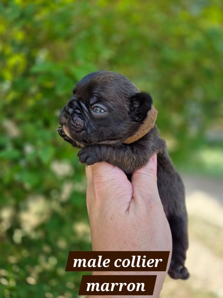 Pascale Bessy - Chiots disponibles - Bouledogue français
