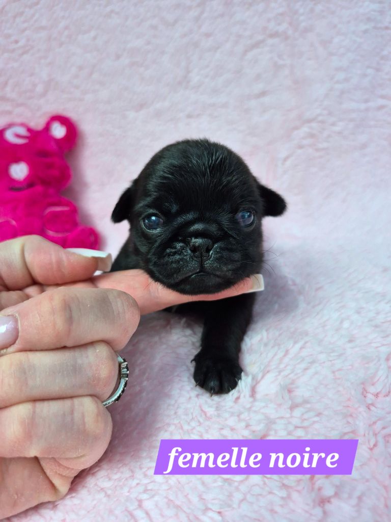 Pascale Bessy - Chiots disponibles - Carlin