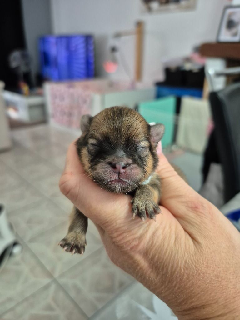 Pascale Bessy - Chiots disponibles - Spitz allemand