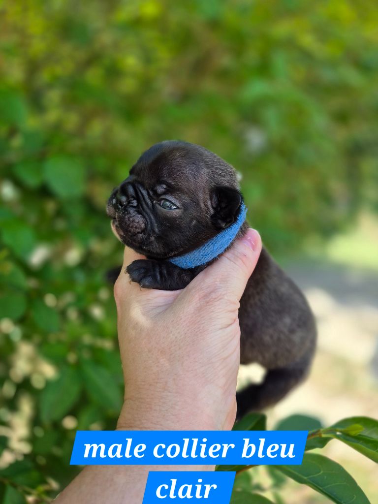 Pascale Bessy - Chiots disponibles - Bouledogue français