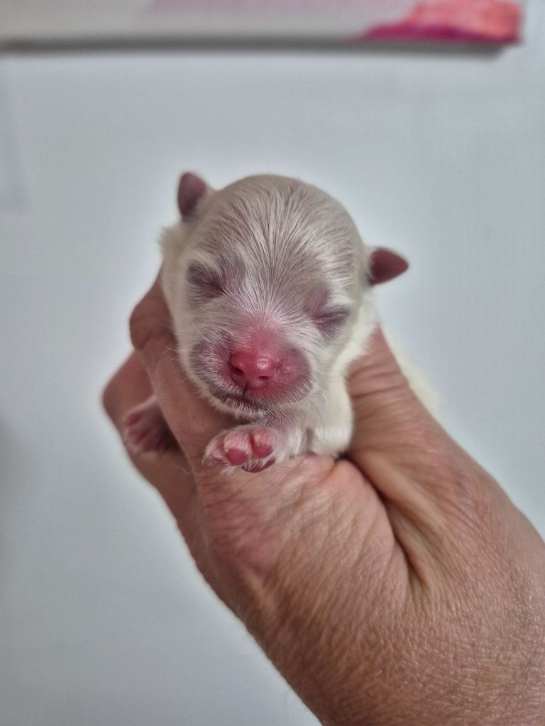 Pascale Bessy - Chiots disponibles - Spitz allemand
