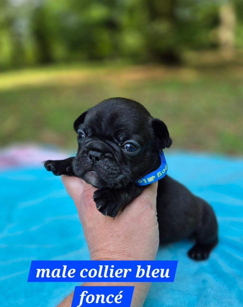 Pascale Bessy - Chiots disponibles - Bouledogue français