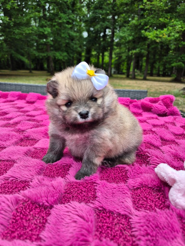 Pascale Bessy - Chiots disponibles - Spitz allemand
