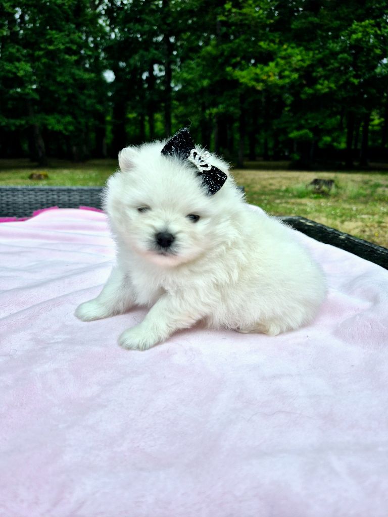 Pascale Bessy - Chiots disponibles - Spitz allemand